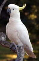 cockatoo